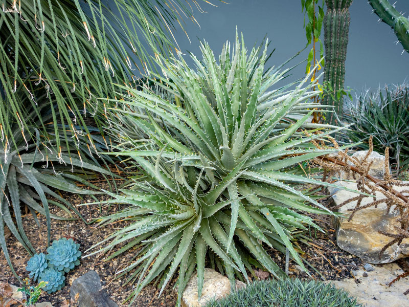 types-of-bromeliads-hechtia