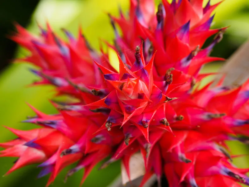 types-of-bromeliads-hohenbergia-stellata