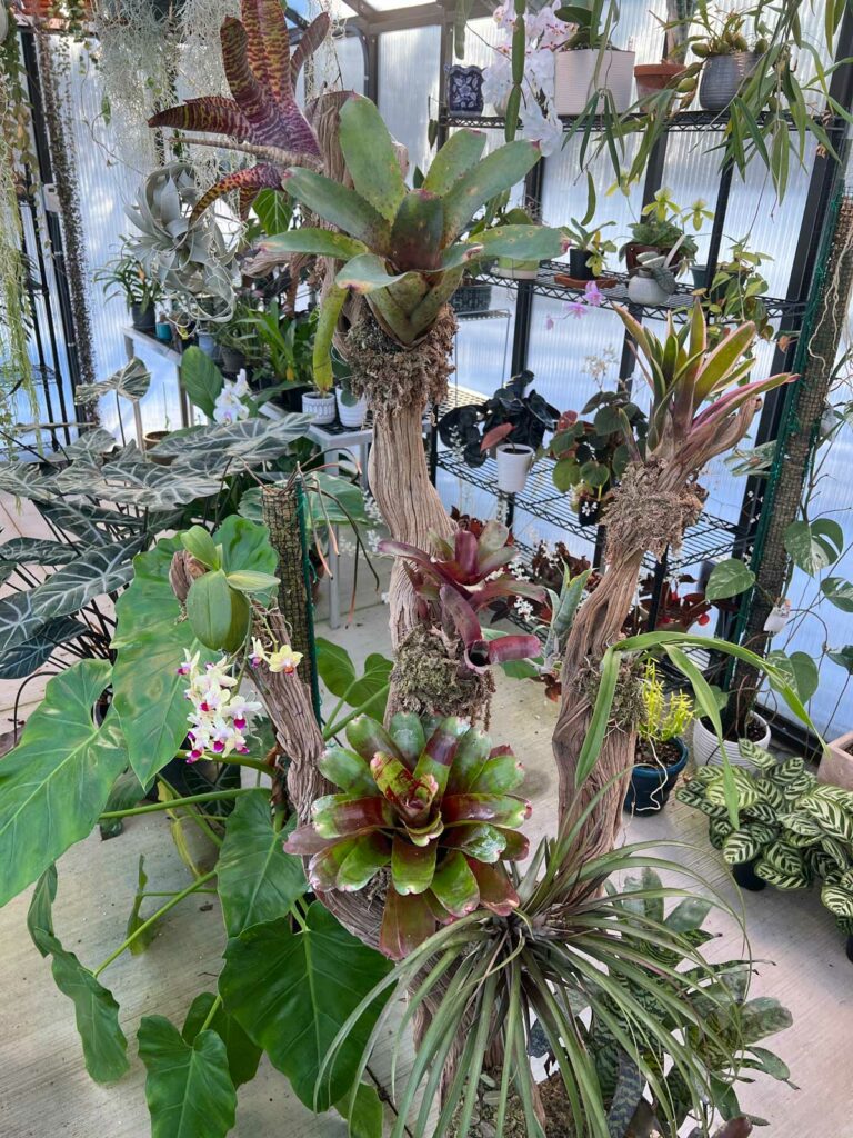 types-of-bromeliads-neoregelia