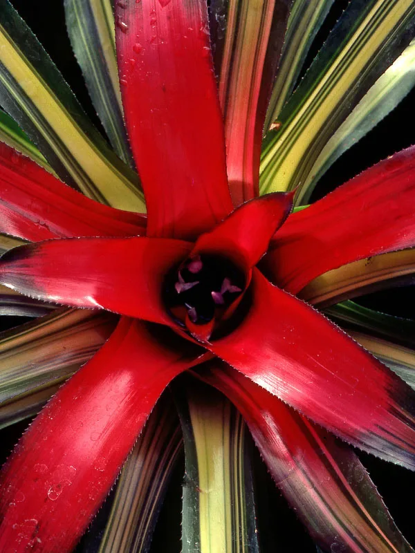 types-of-bromeliads-nidularium