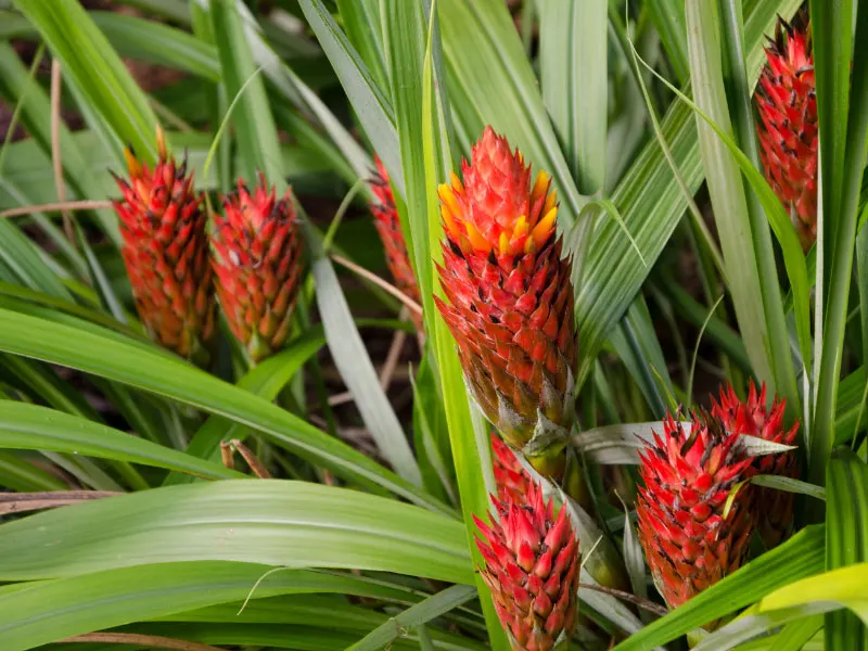 types-of-bromeliads-pitcairnia