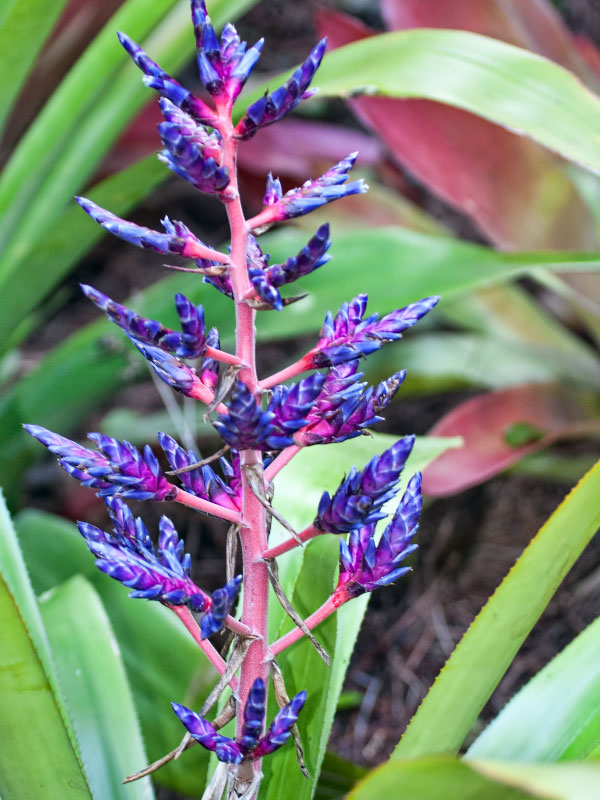 types-of-bromeliads-portea