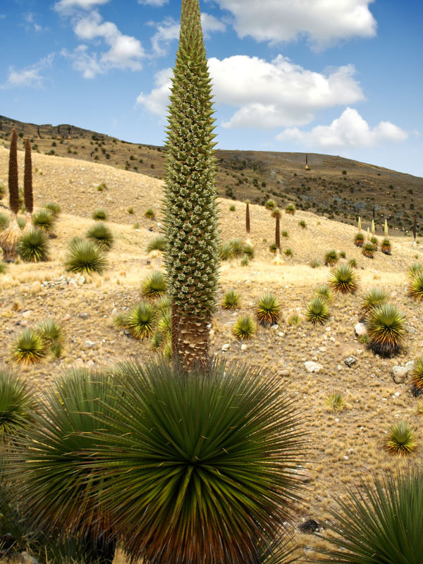 types-of-bromeliads-puya-raimondii