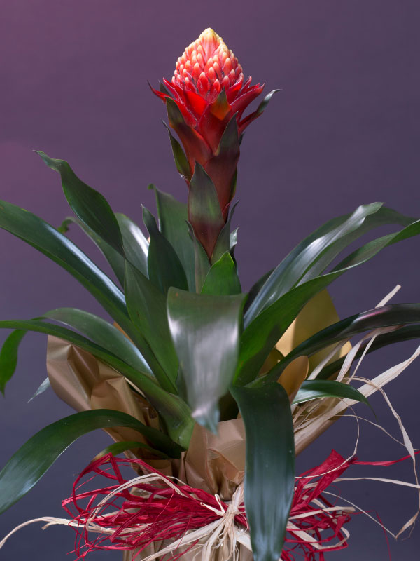 types-of-bromeliads-quesnelia