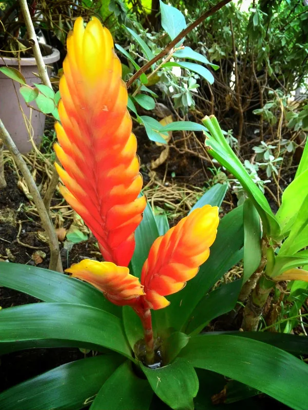 types-of-bromeliads-vrisea