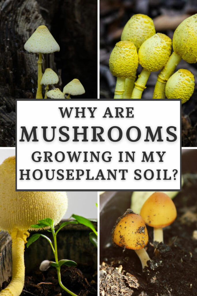 why-are-mushrooms-growing-in-my-houseplant-soil