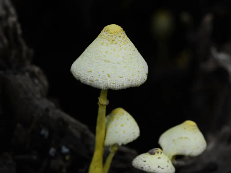 why-are-mushrooms-growing-in-my-houseplant-soil