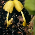why-are-mushrooms-growing-in-my-houseplant-soil