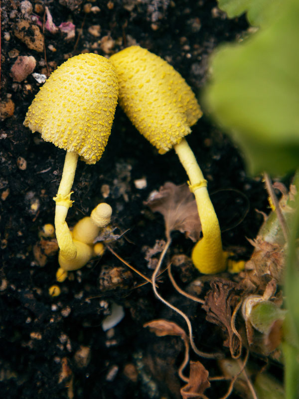 why-are-mushrooms-growing-in-my-houseplant-soil