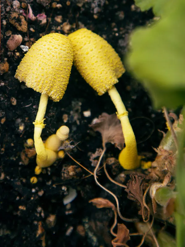 why-are-mushrooms-growing-in-my-houseplant-soil