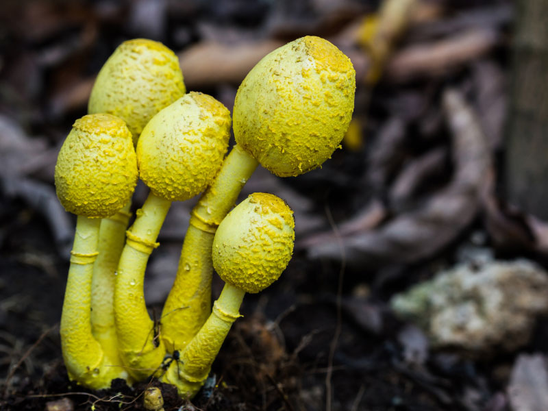 why-are-mushrooms-growing-in-my-houseplant-soil