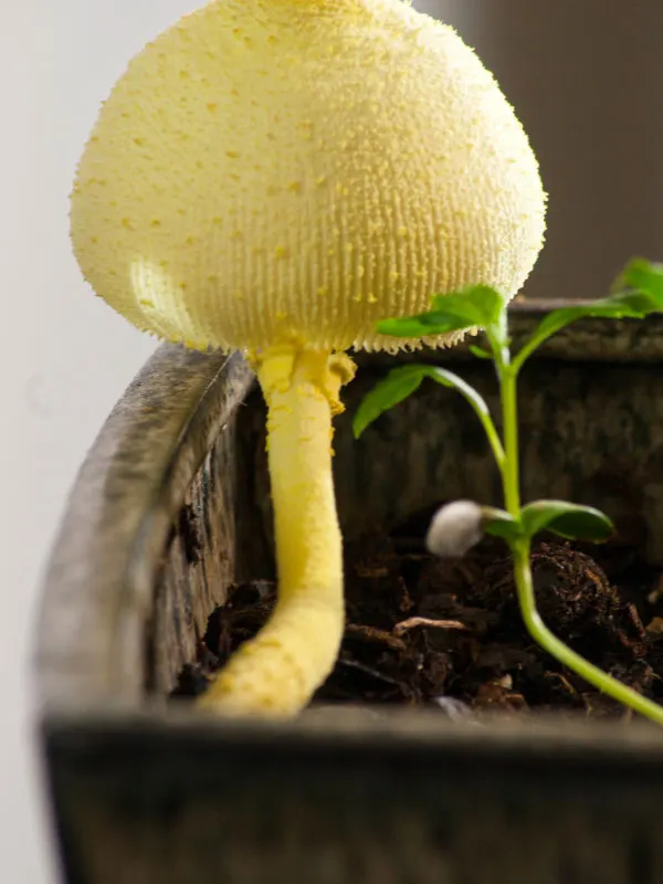 why-are-mushrooms-growing-in-my-houseplant-soil