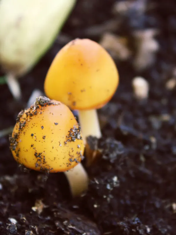 why-are-mushrooms-growing-in-my-houseplant-soil