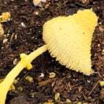 Why Mushrooms Grow in Houseplant Soil: 7 Fun Facts yellow-mushroom-1200x1200