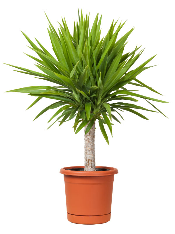 yucca-south-facing-window-plants