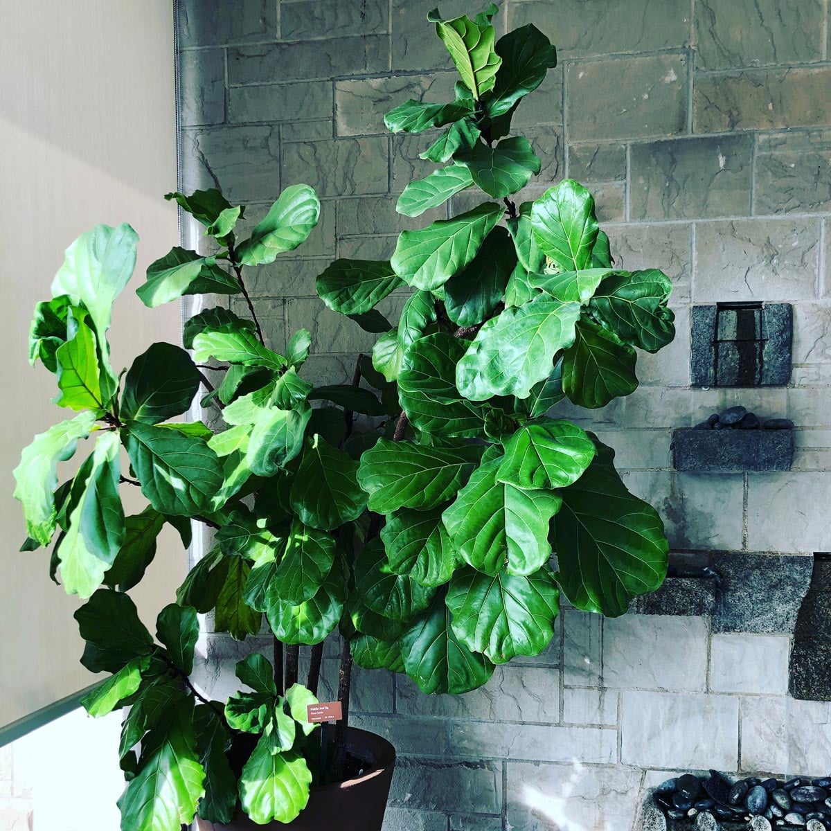 HOW TO GROW FIDDLE LEAF FIG: 9 INDISPENSABLE TIPS