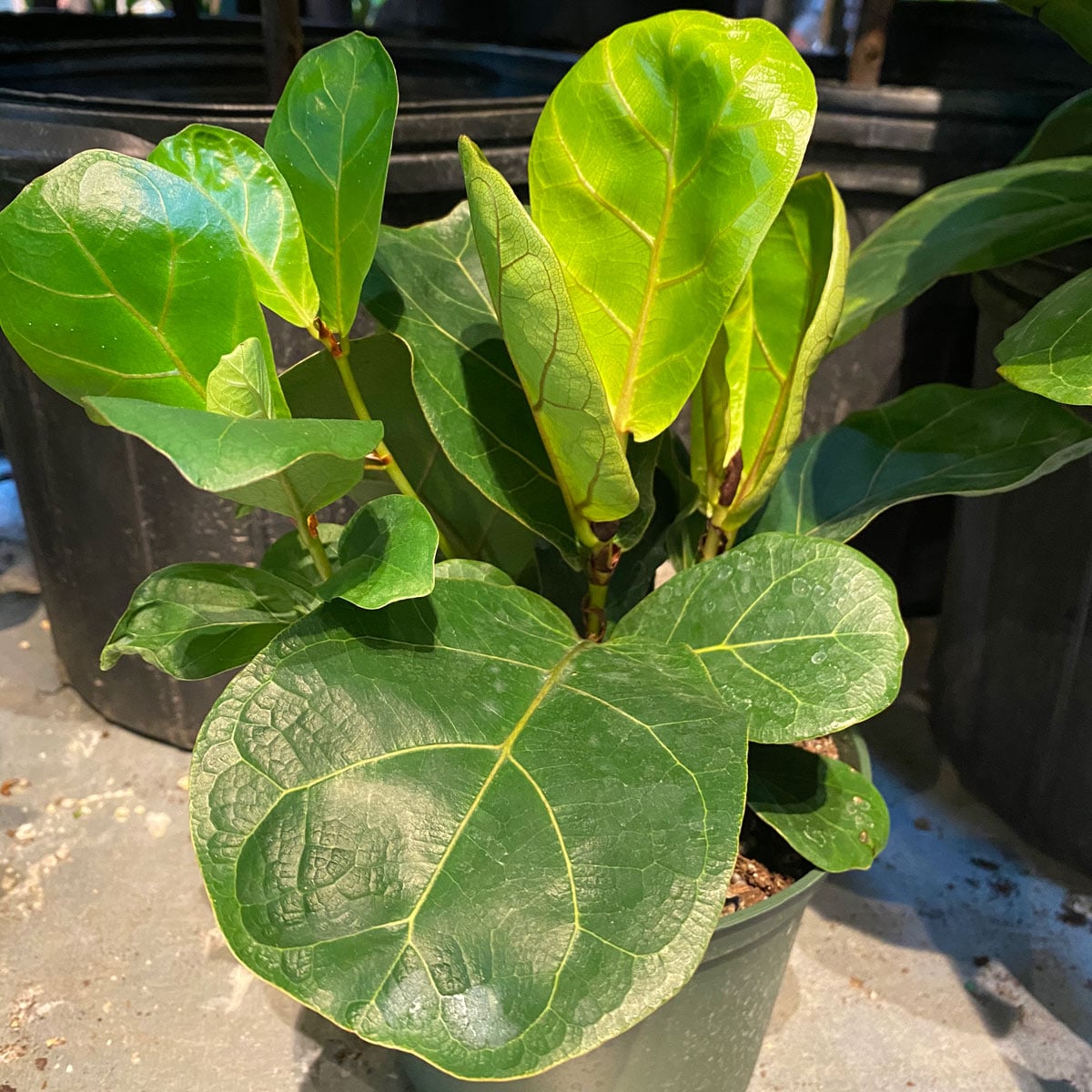 How to Propagate Fiddle Leaf Fig in Water - 3 EASY Steps