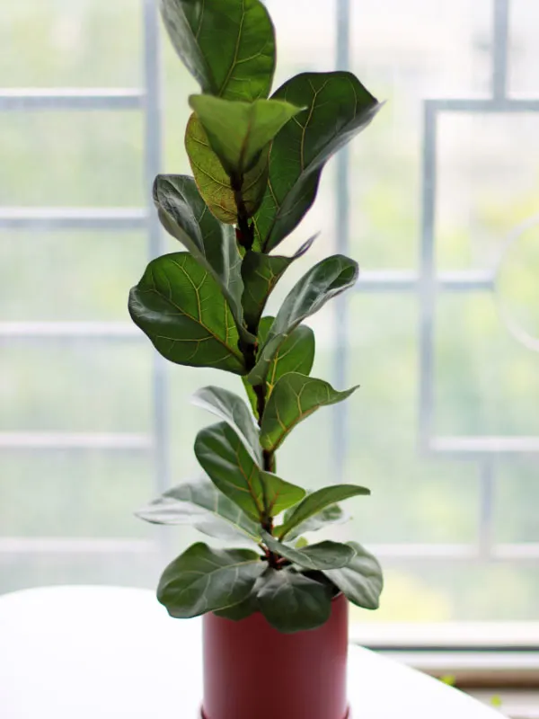 how-to-grow-fiddle-leaf-fig