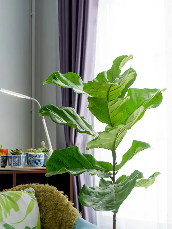 how-to-grow-fiddle-leaf-fig