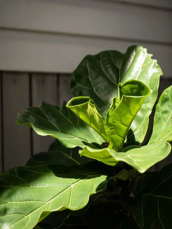 how-to-grow-fiddle-leaf-fig