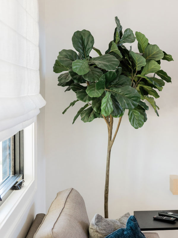 how-to-grow-fiddle-leaf-fig