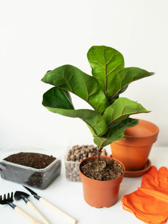 HOW TO GROW FIDDLE LEAF FIG 9 INDISPENSABLE TIPS