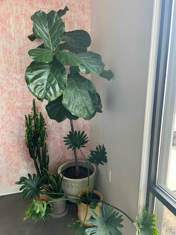 HOW TO GROW FIDDLE LEAF FIG 9 INDISPENSABLE TIPS