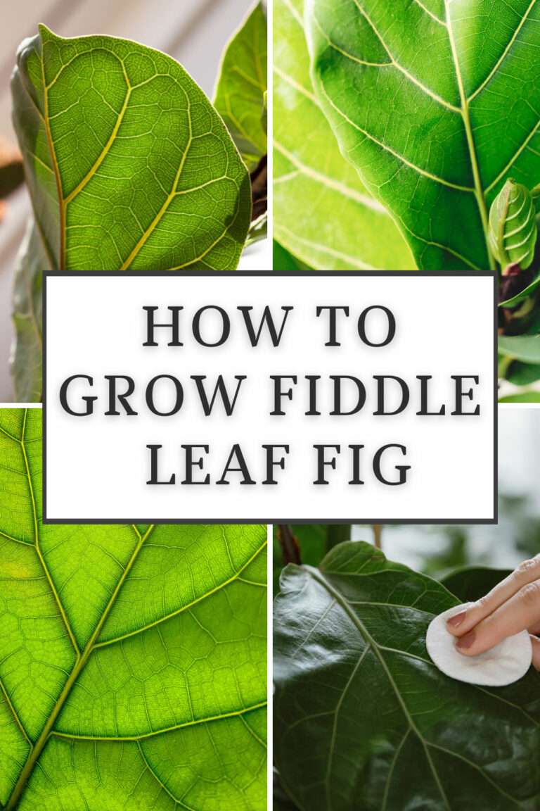 HOW TO GROW FIDDLE LEAF FIG 9 INDISPENSABLE TIPS