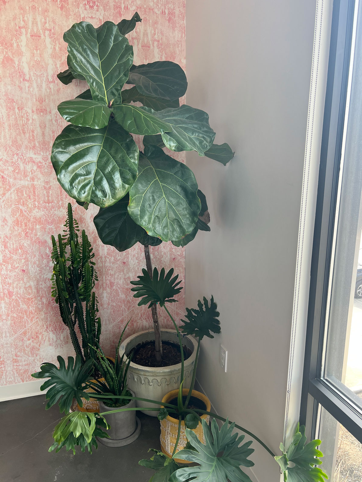 HOW TO GROW FIDDLE LEAF FIG 9 INDISPENSABLE TIPS