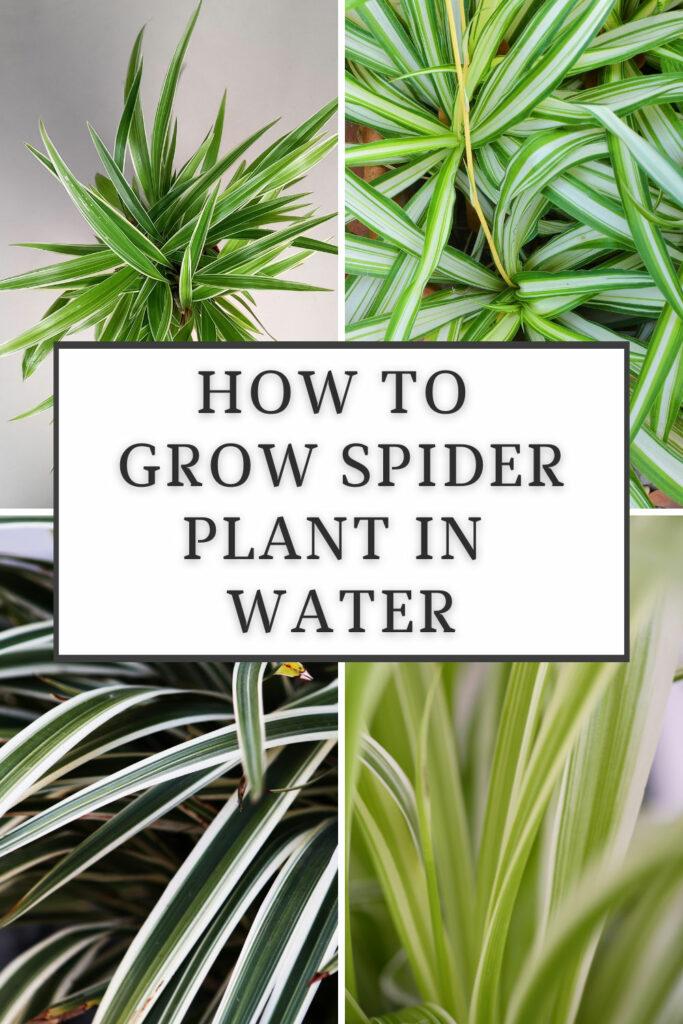 Cómo cultivar plantas de araña en el agua.