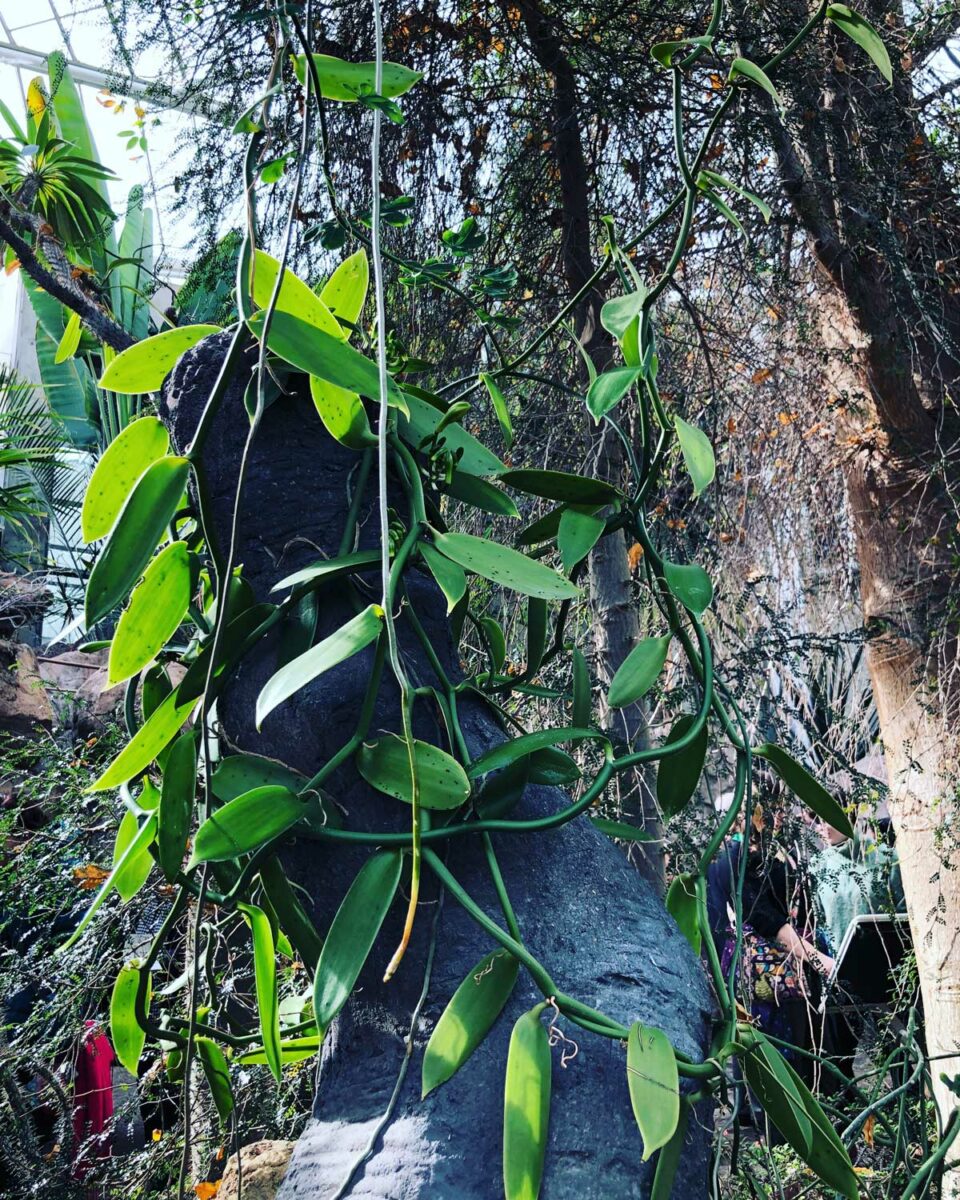 How to Grow Vanilla Orchid Indoors 10 Fun Facts