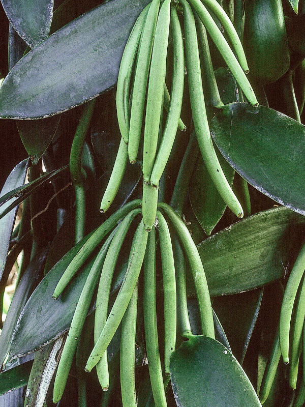 como-cultivar-orquideas-vainilla