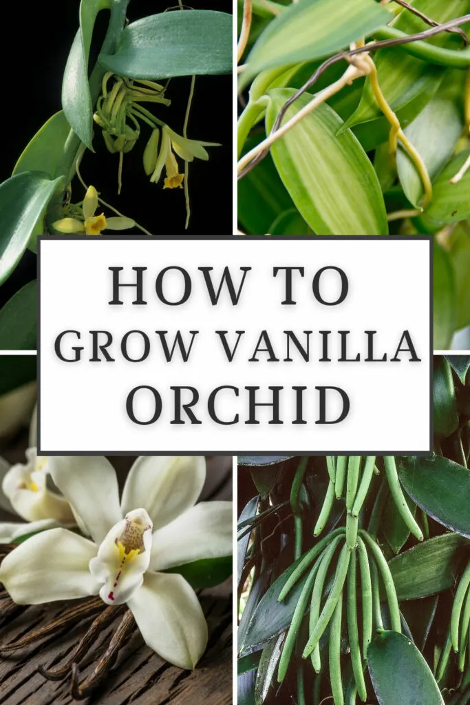Vanilla Bean Plant How To Grow