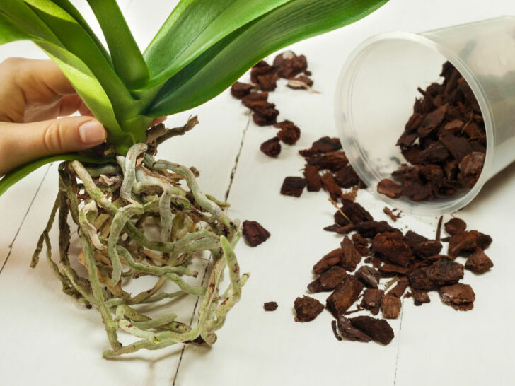 How to Water Orchids in Moss 3 Vital Tips for Success