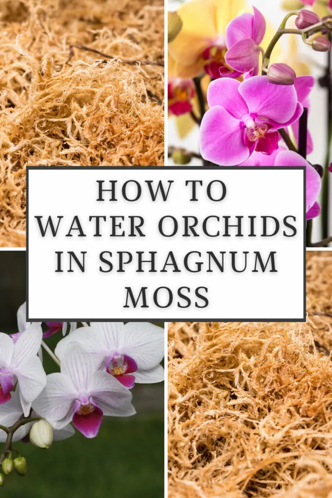 How to Water Orchids in Moss: 3 Vital Tips for Success