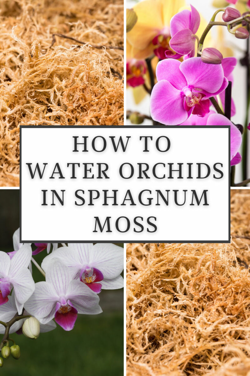 How to Water Orchids in Moss 3 Vital Tips for Success