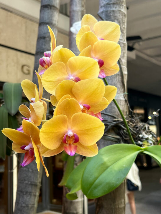 How to Water Orchids in Moss 3 Vital Tips for Success