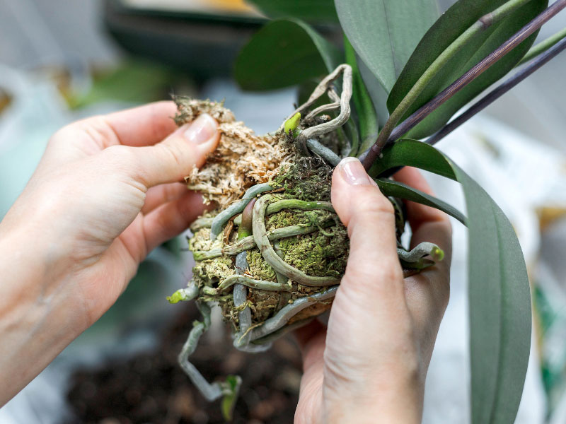 Moss Vs Bark - on Phalaenopsis – Tuckers Orchids