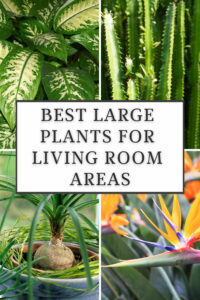 30 BEST LARGE PLANTS FOR LIVING ROOM AREAS