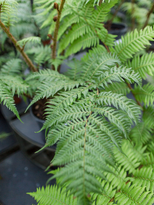 large-plants-for-living-room-australian-tree-fern