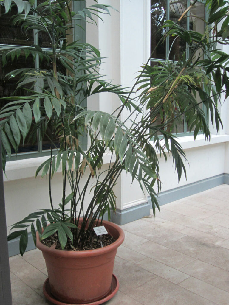 large-plants-for-living-room-bamboo-palm