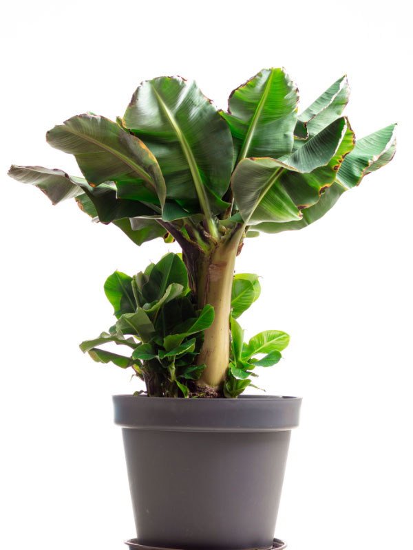 large-plants-for-living-room-banana