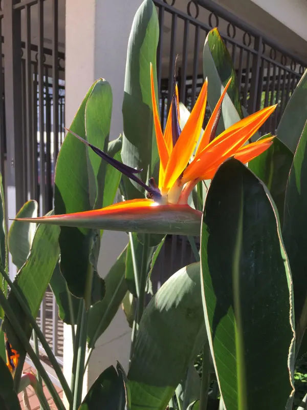 large-plants-for-living-room-bird-of-paradise