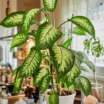30 BEST LARGE PLANTS FOR LIVING ROOM AREAS large-plants-for-living-room-dieffenbachia