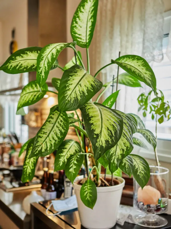 large-plants-for-living-room-dieffenbachia
