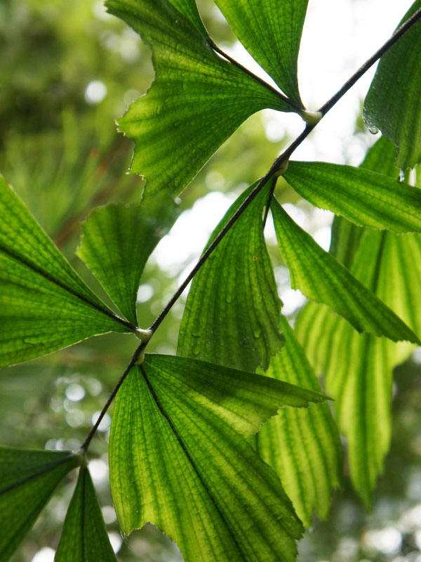 large-plants-for-living-room-fishtail-palm