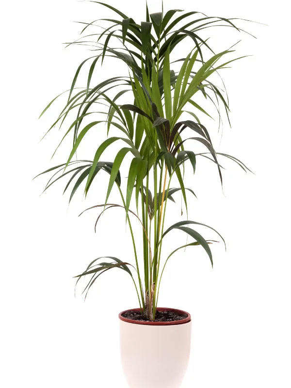 large-plants-for-living-room-kentia-palm