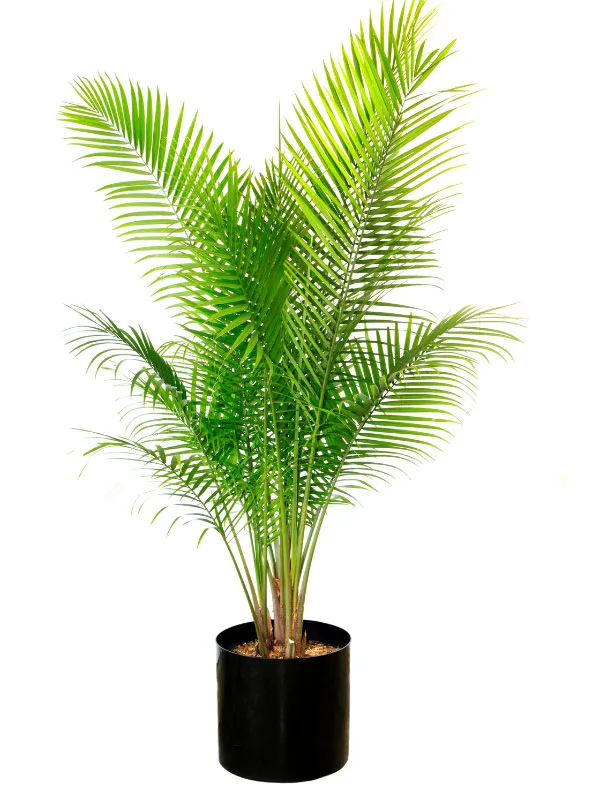 large-plants-for-living-room-majesty-palm