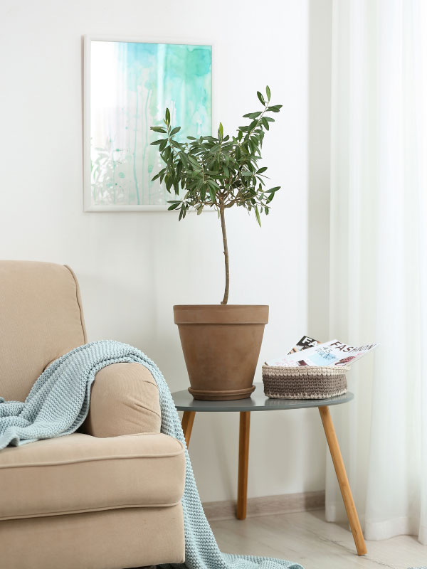 large-plants-for-living-room-olive-tree