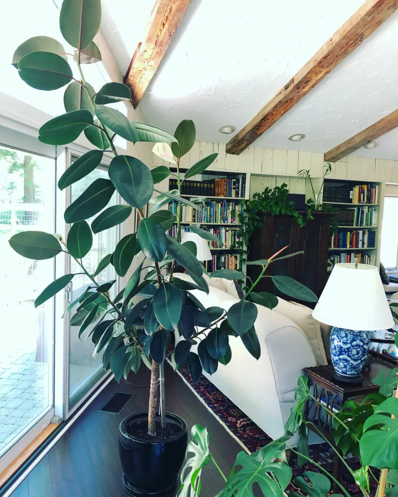 large-plants-for-living-room-rubber-plant